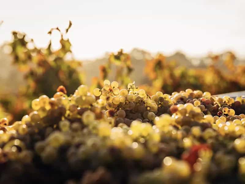 vini vulcanici caratteristiche