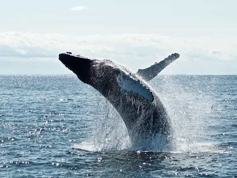balene cambiamento climatico