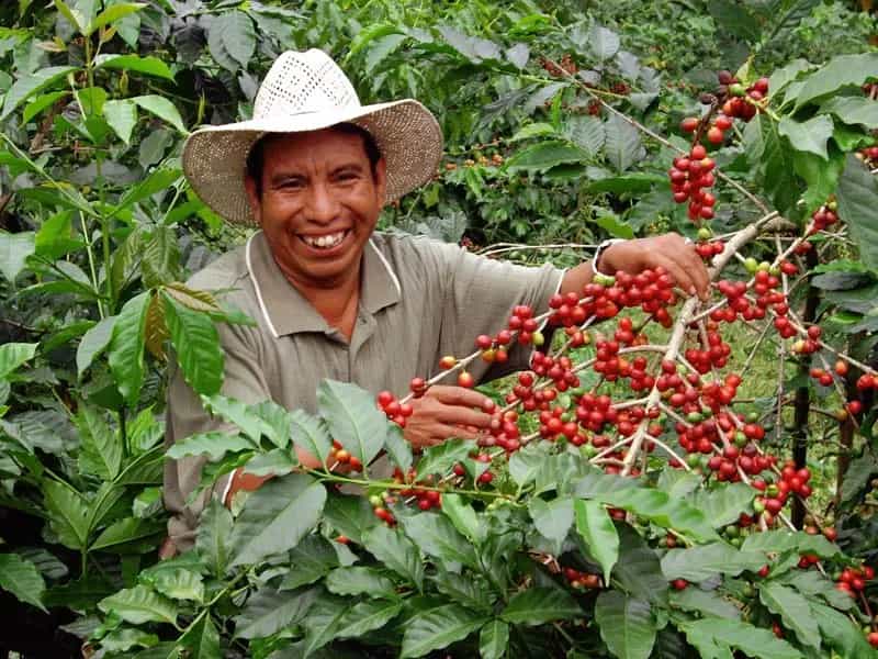 caffe huehuetenango