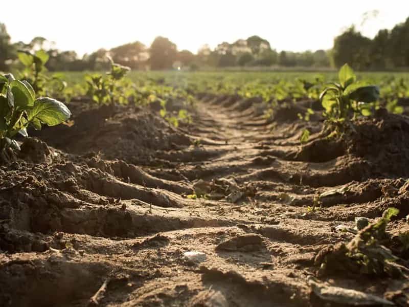 compost orto biologico