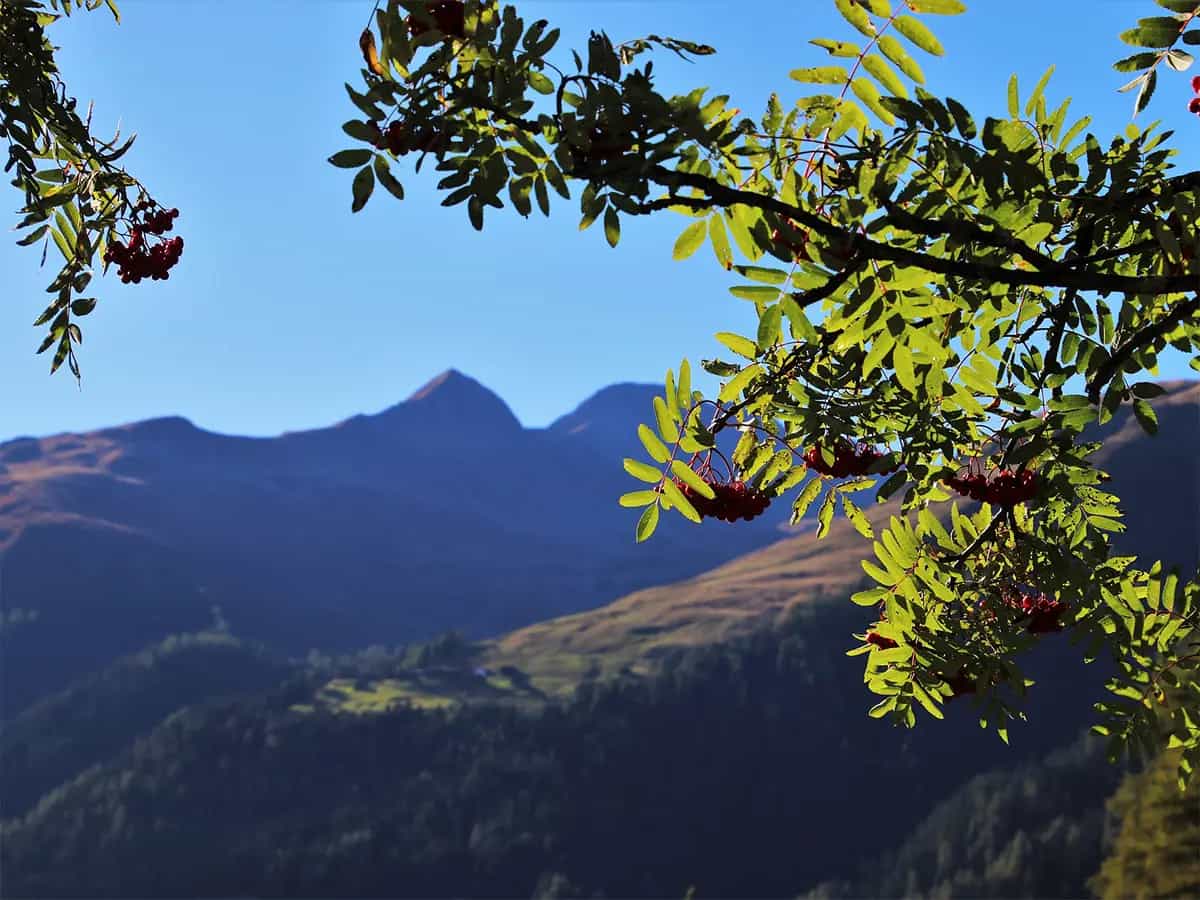 estinzione di massa alberi europa
