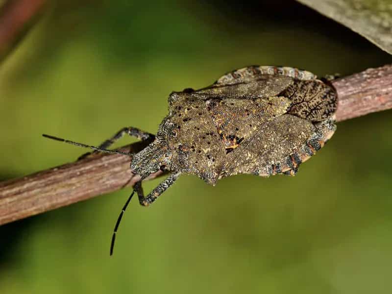 rimedio naturale cimici