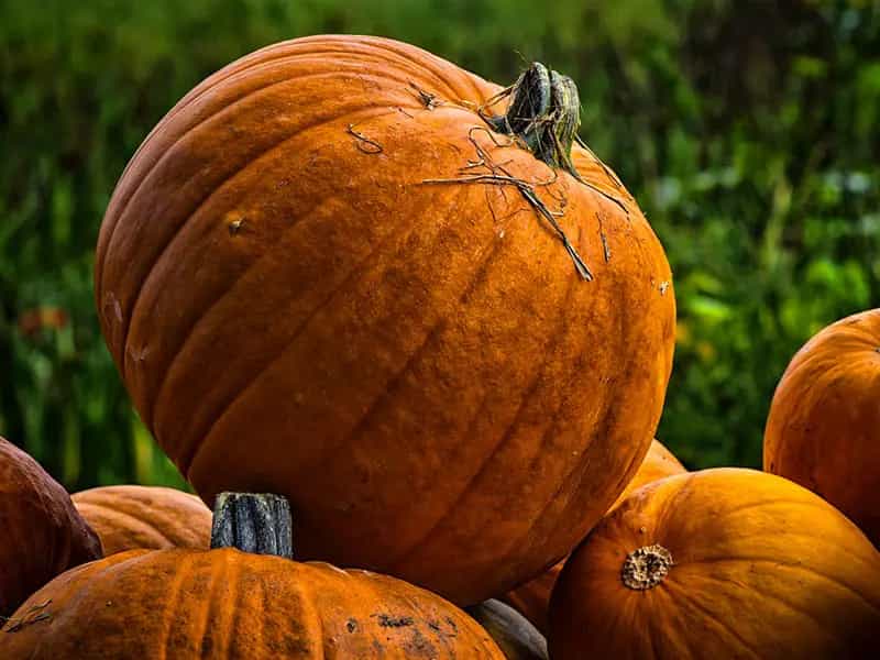 zucca biologica ambiente