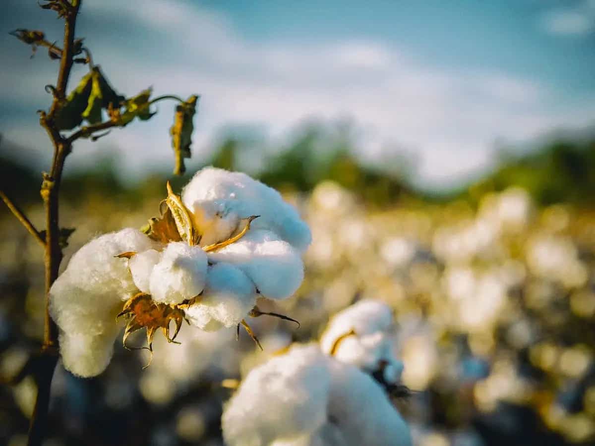 varietà locali cotone biologico
