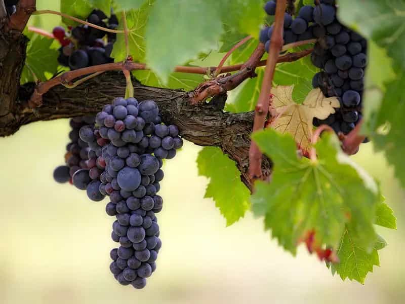 vite maritata vino biologico