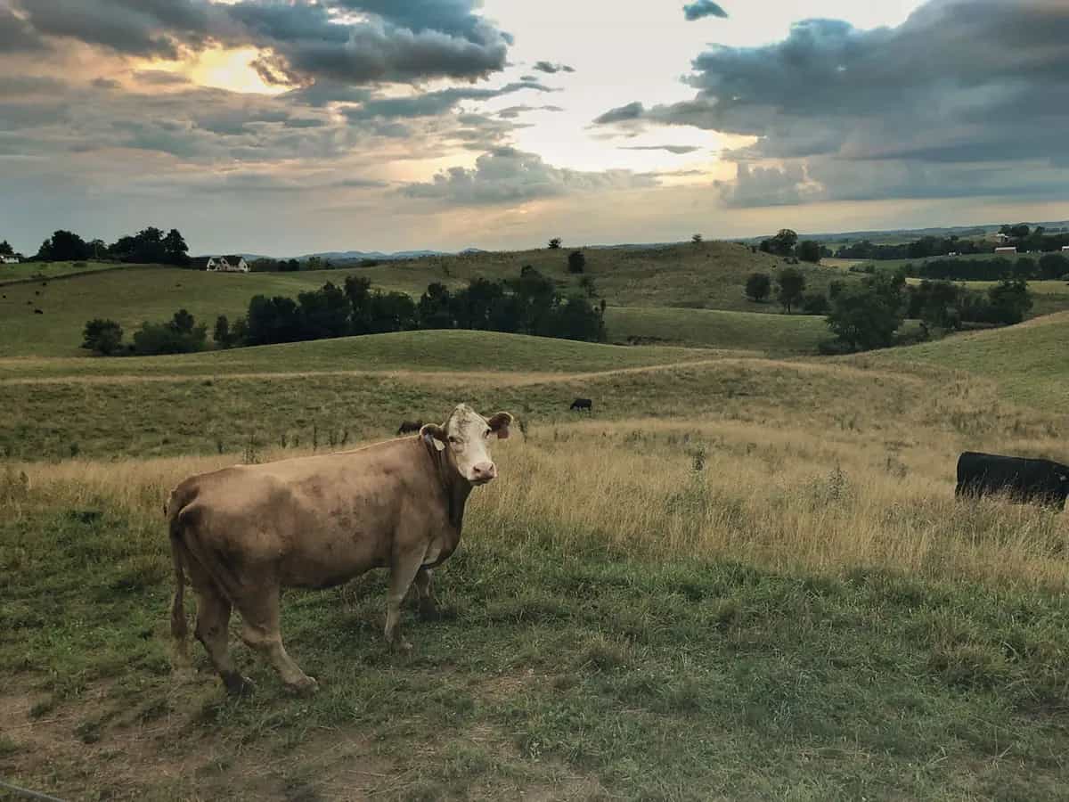 Allevamento e agricoltura biologica per una carne più sicura