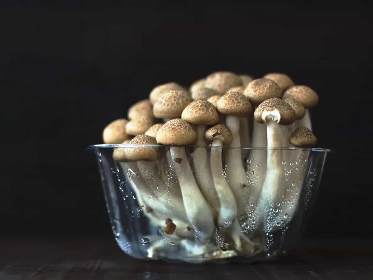 casa ecosostenibile funghi