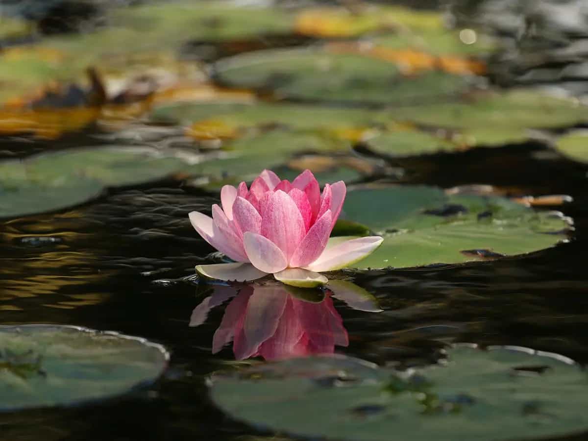 fiori di loto