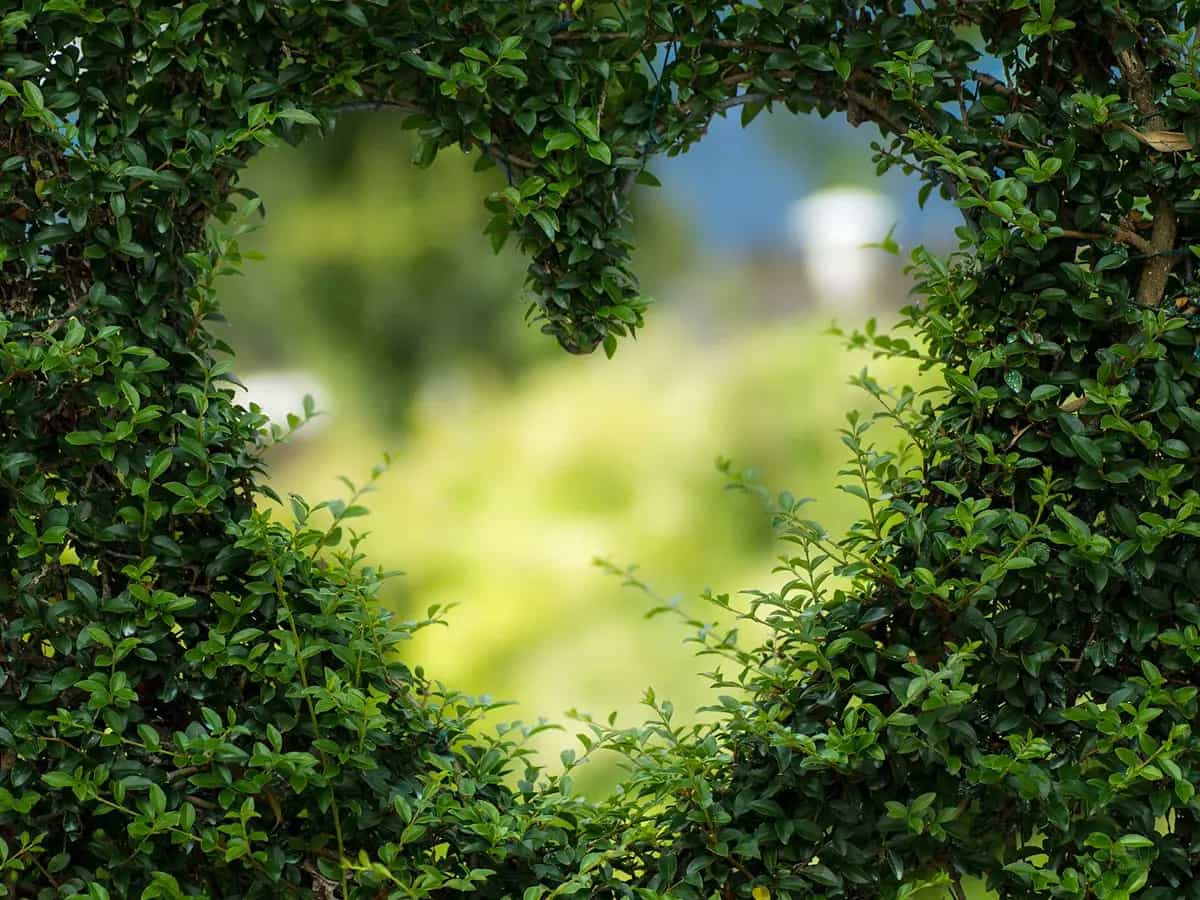 san valentino sostenibile