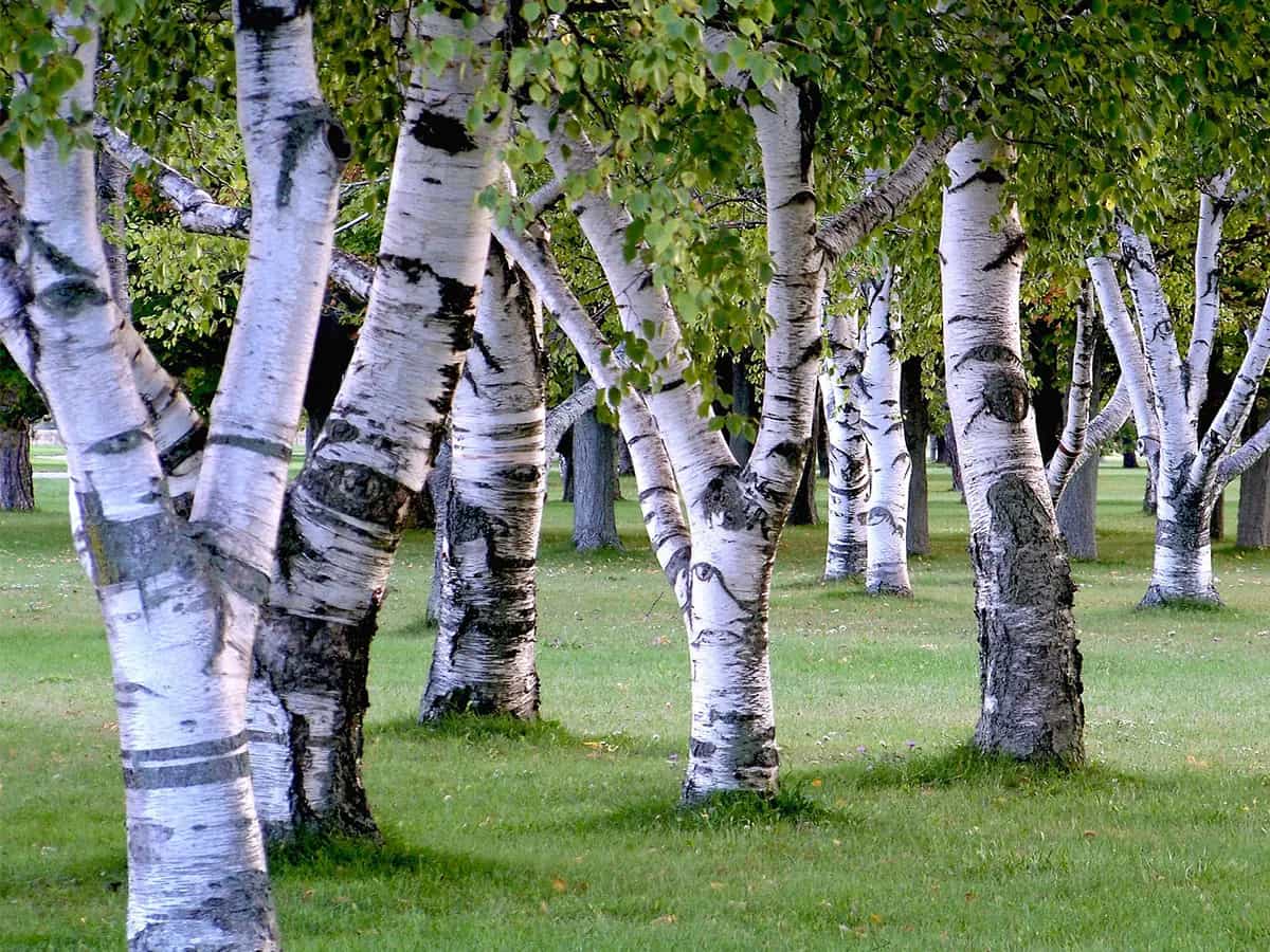 alberi-biologici