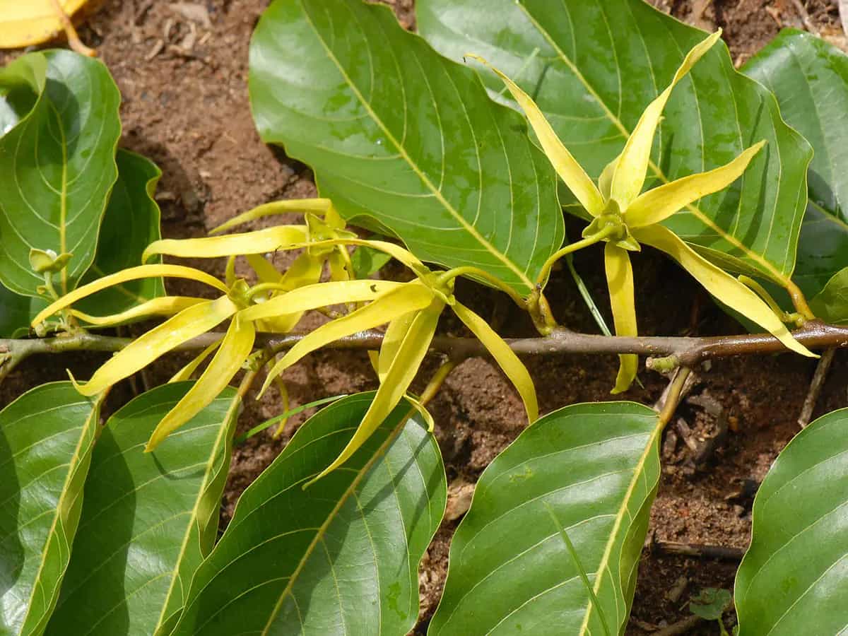 come si usa olio essenziale ylang-ylang