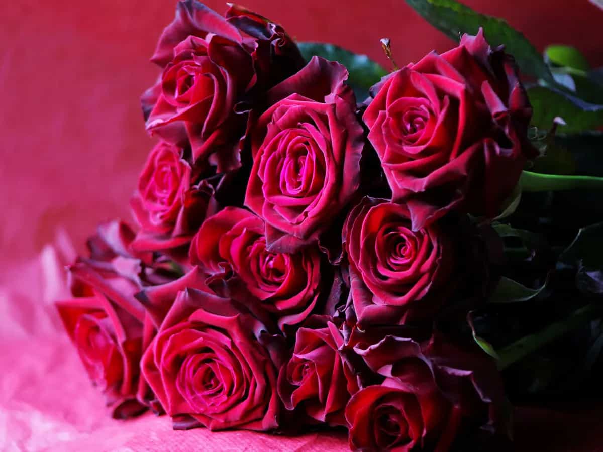 significato fiori rose