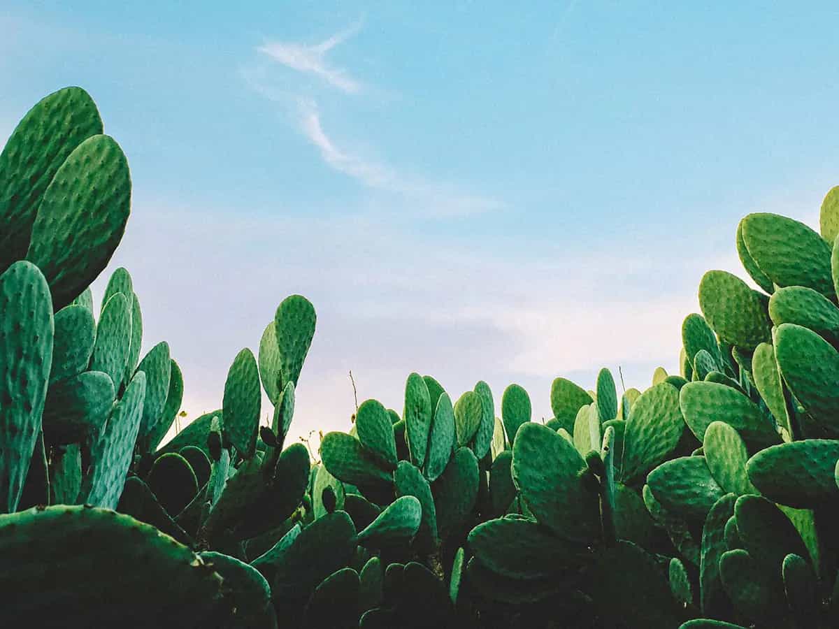 Acqua di cactus biologica, un drink ricco di benefici