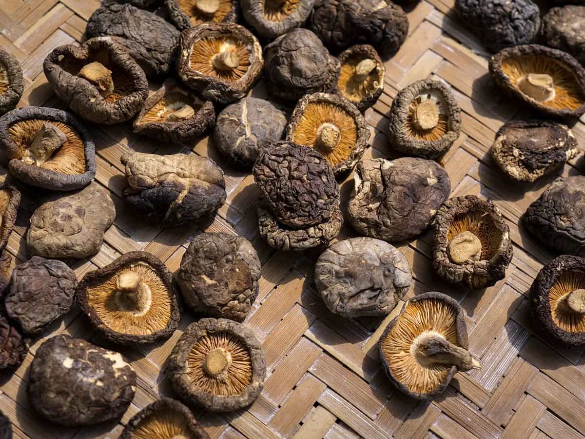 Coltivare funghi a Km 0