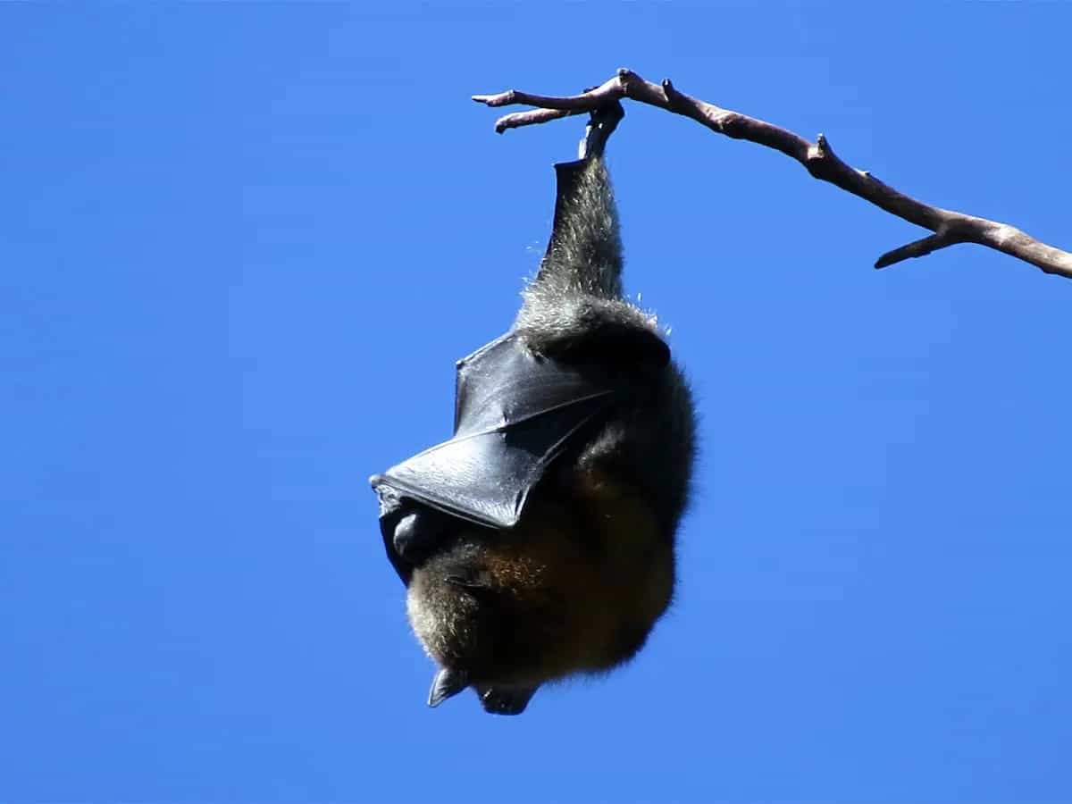 Coronavirus e pipistrelli: potrebbe essere colpa di un fertilizzante?