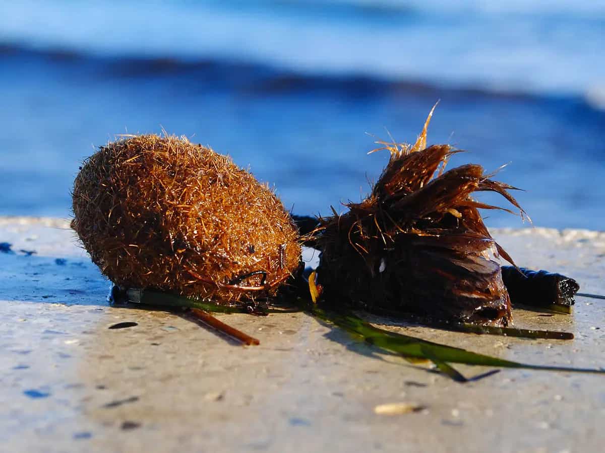 palle-di-mare