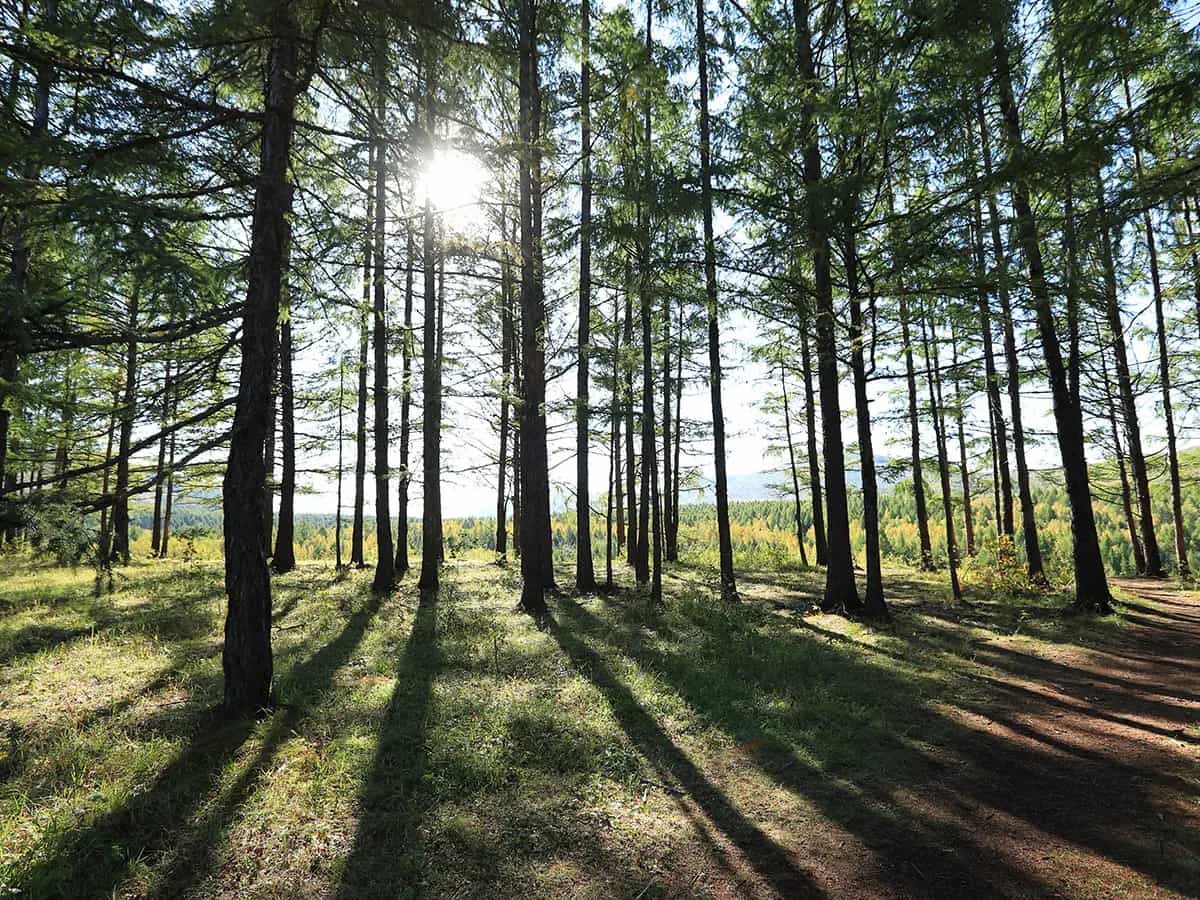foresta galles
