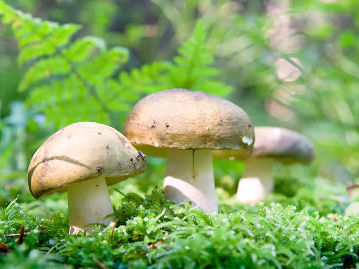 funghi pianeta