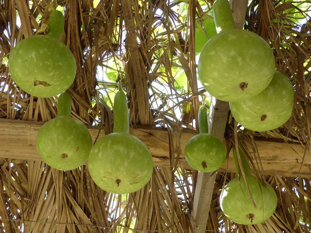zucca calabash
