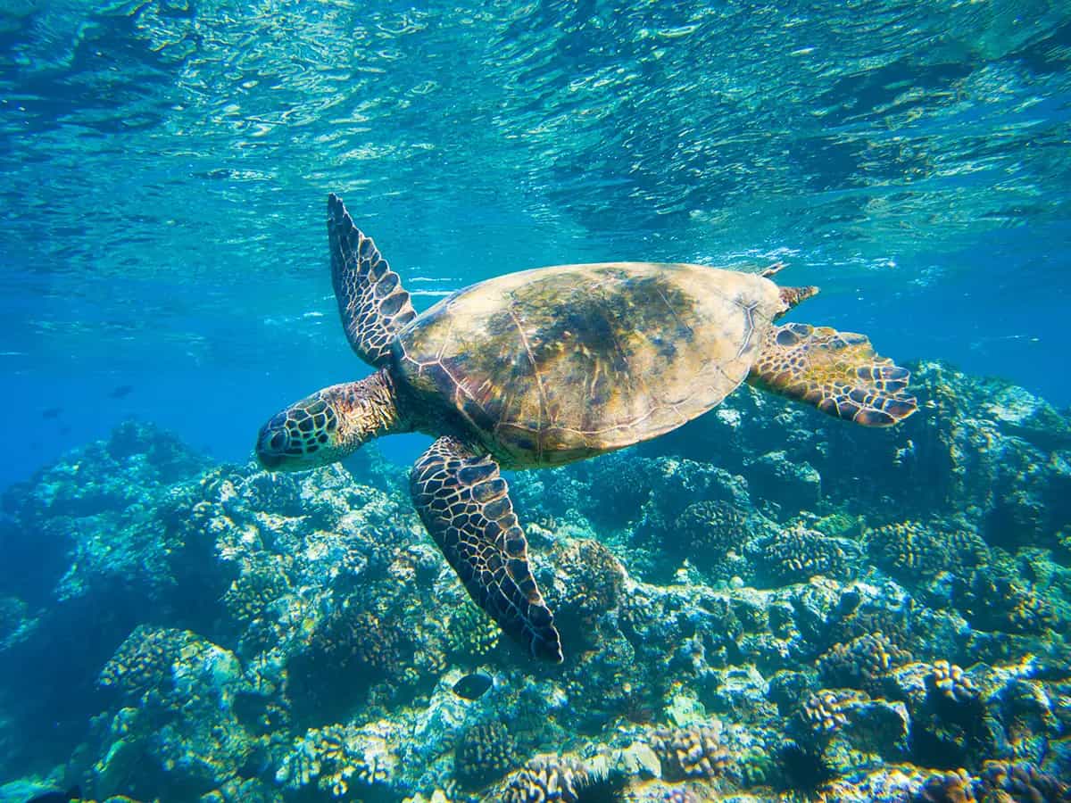 giornata mondiale oceani