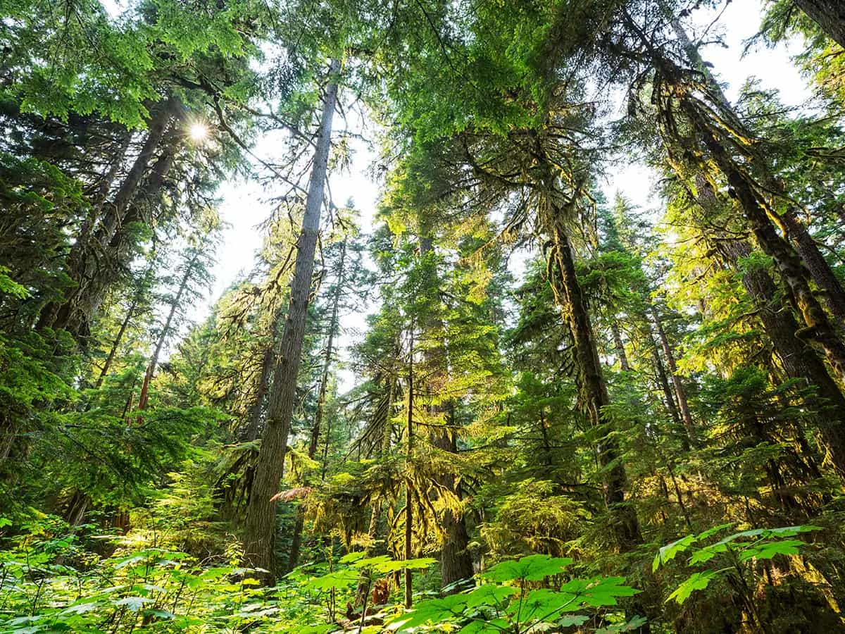 salvare foresta