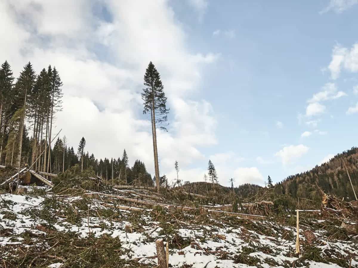 trentino tree agreement