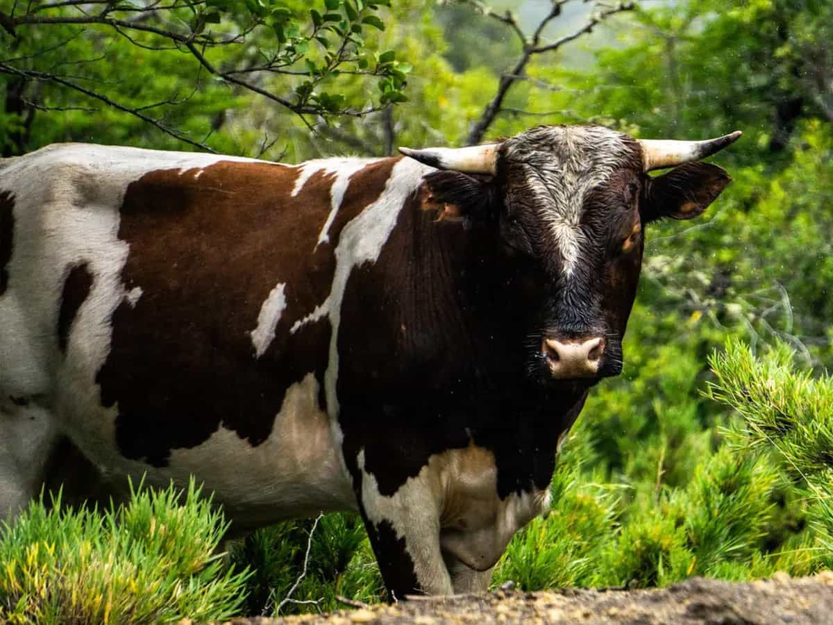 Tesco deforestazione Amazonia