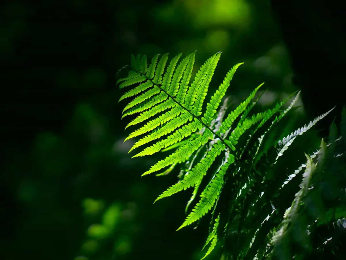 Felce arborea