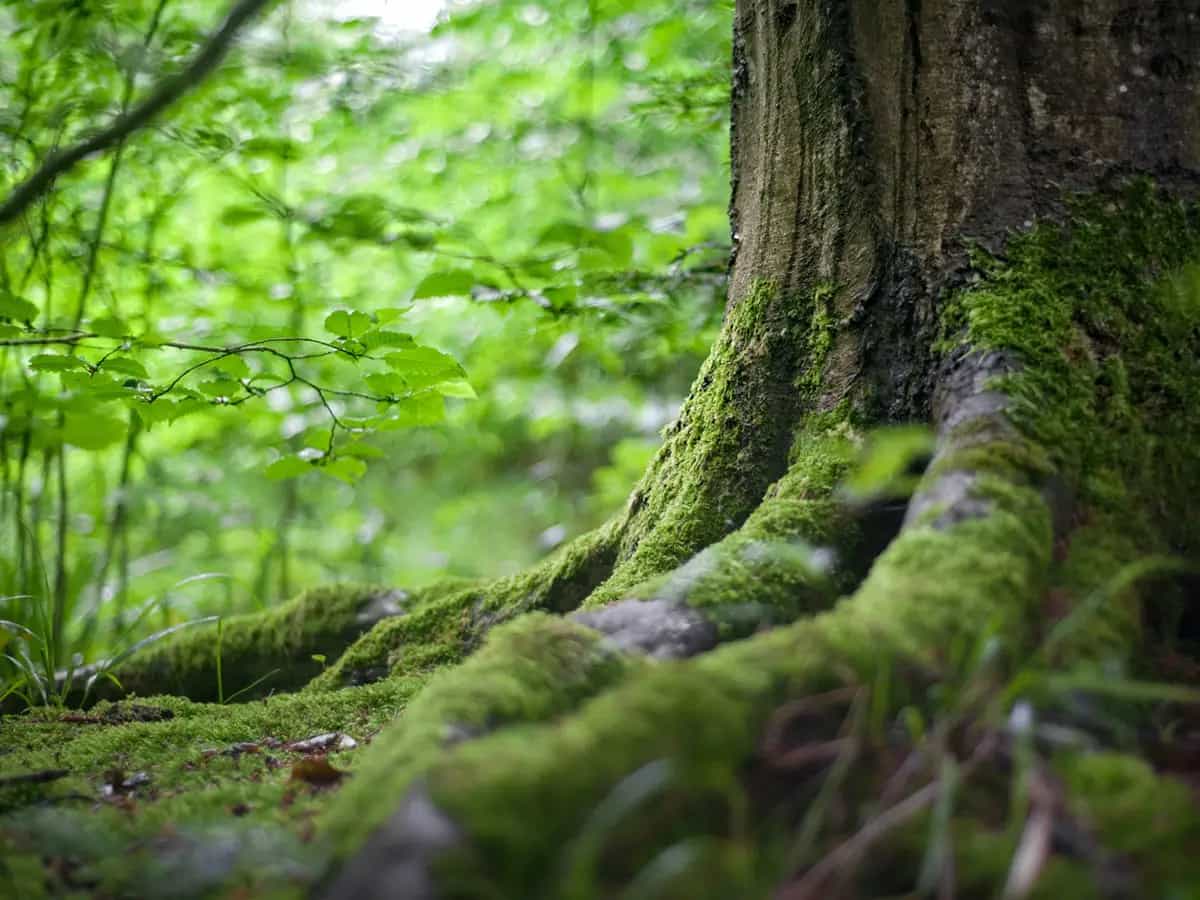 Foreste sacre
