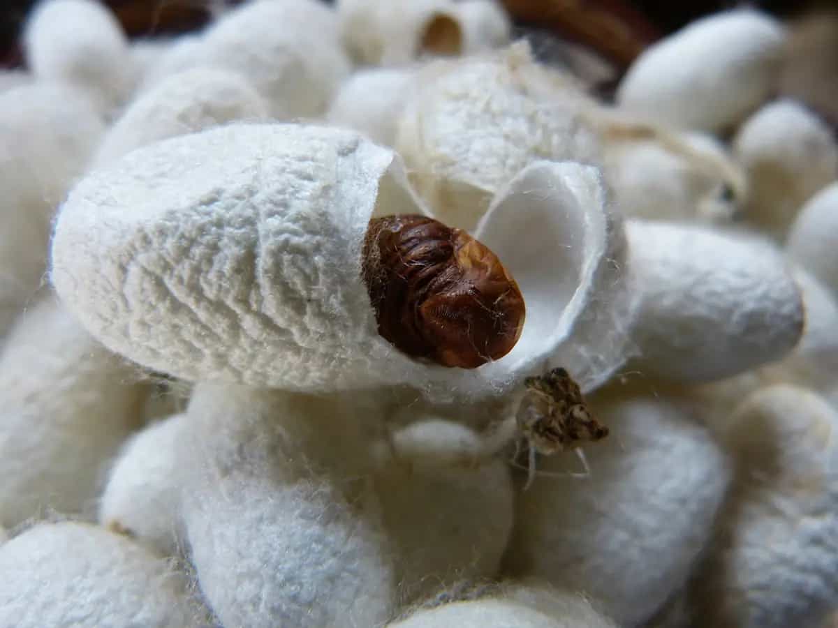 Seta vegani