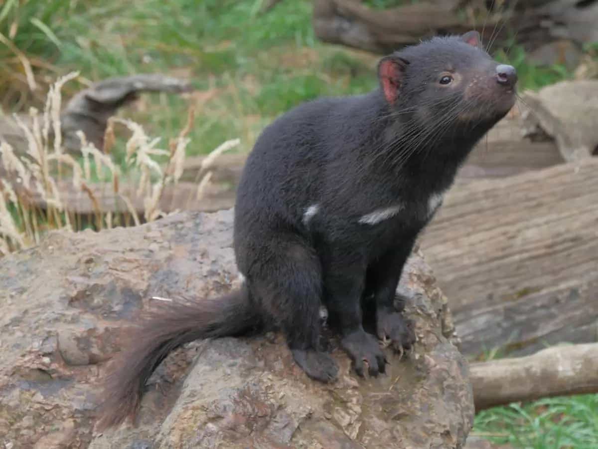 Diavoli Tasmania