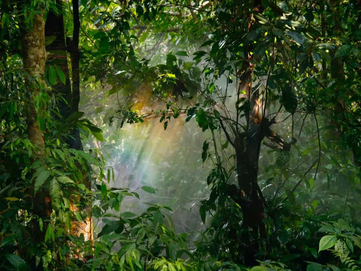 Foresta pluviale indonesia