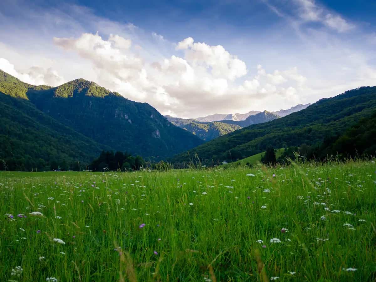 Ripristino biodiversità