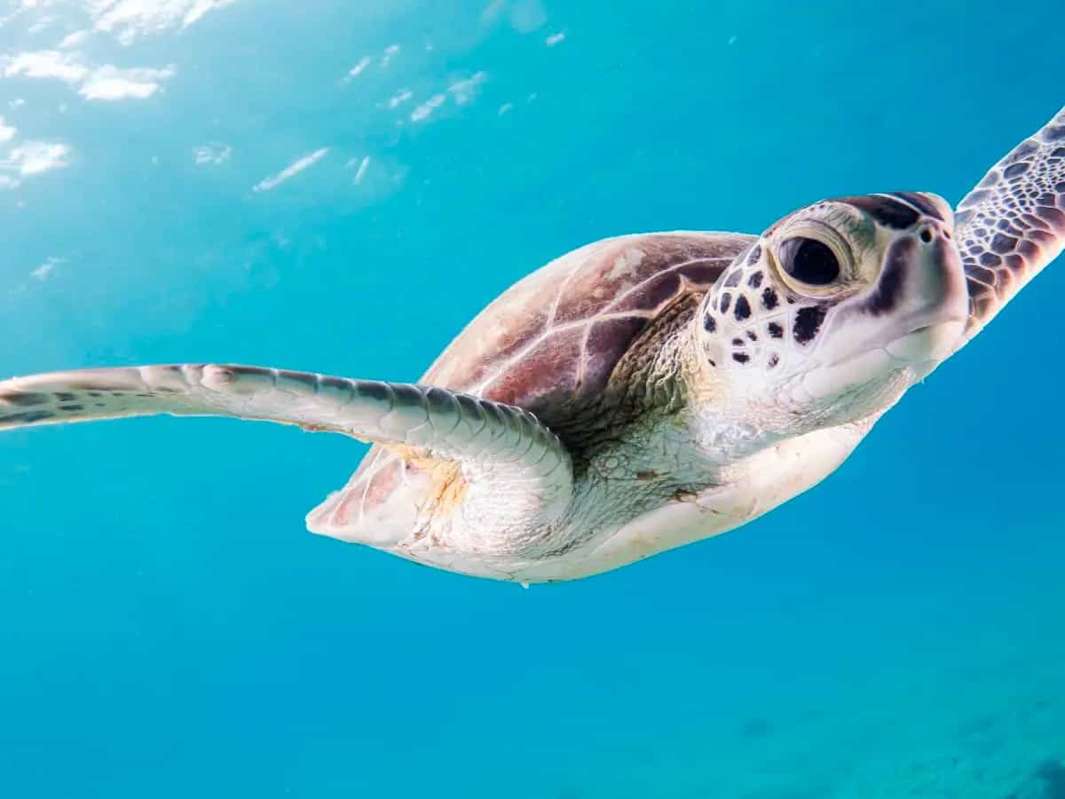 Tartarughe marine protette