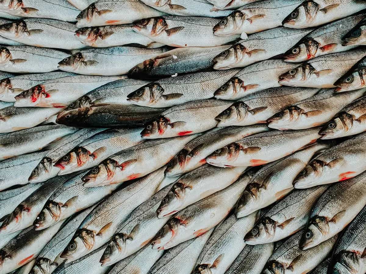 Pesca aree protette
