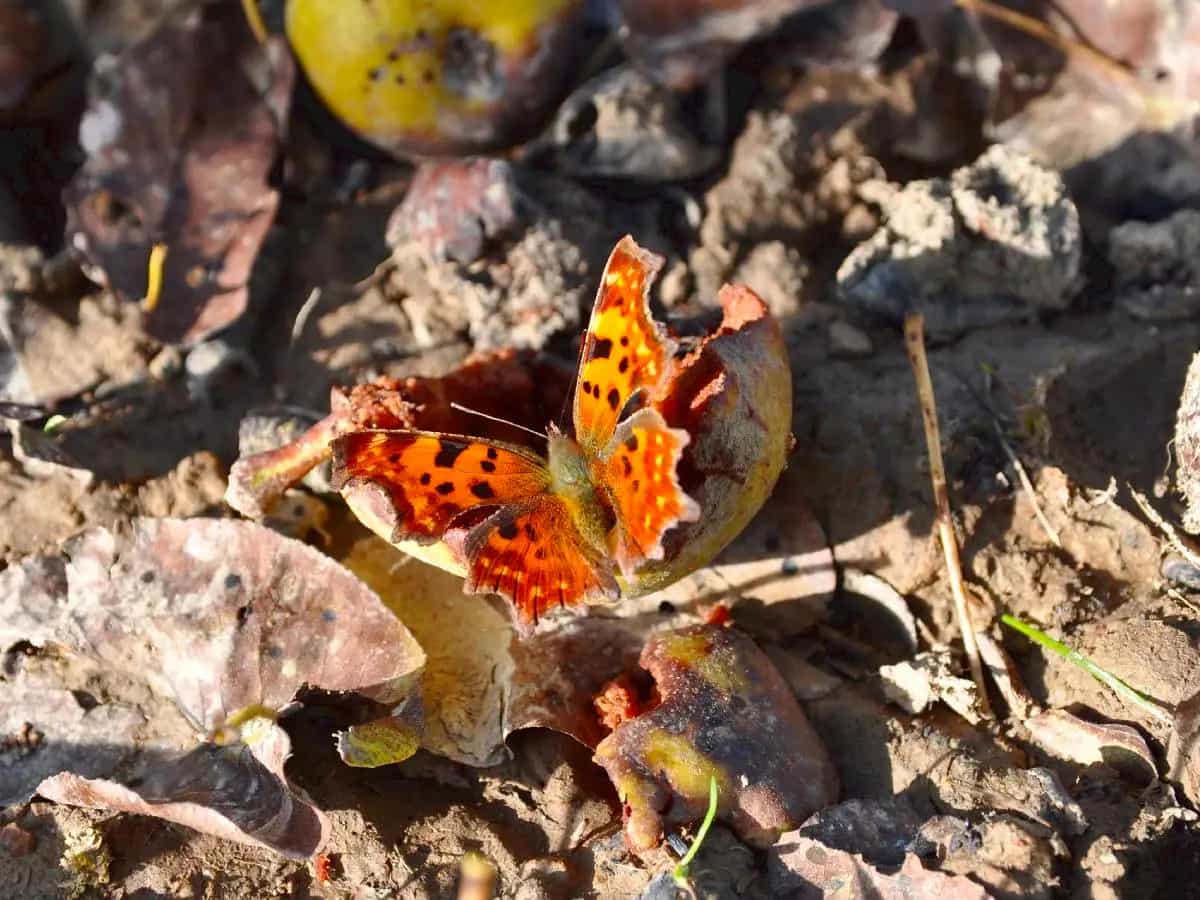 Spreco frutta verdura