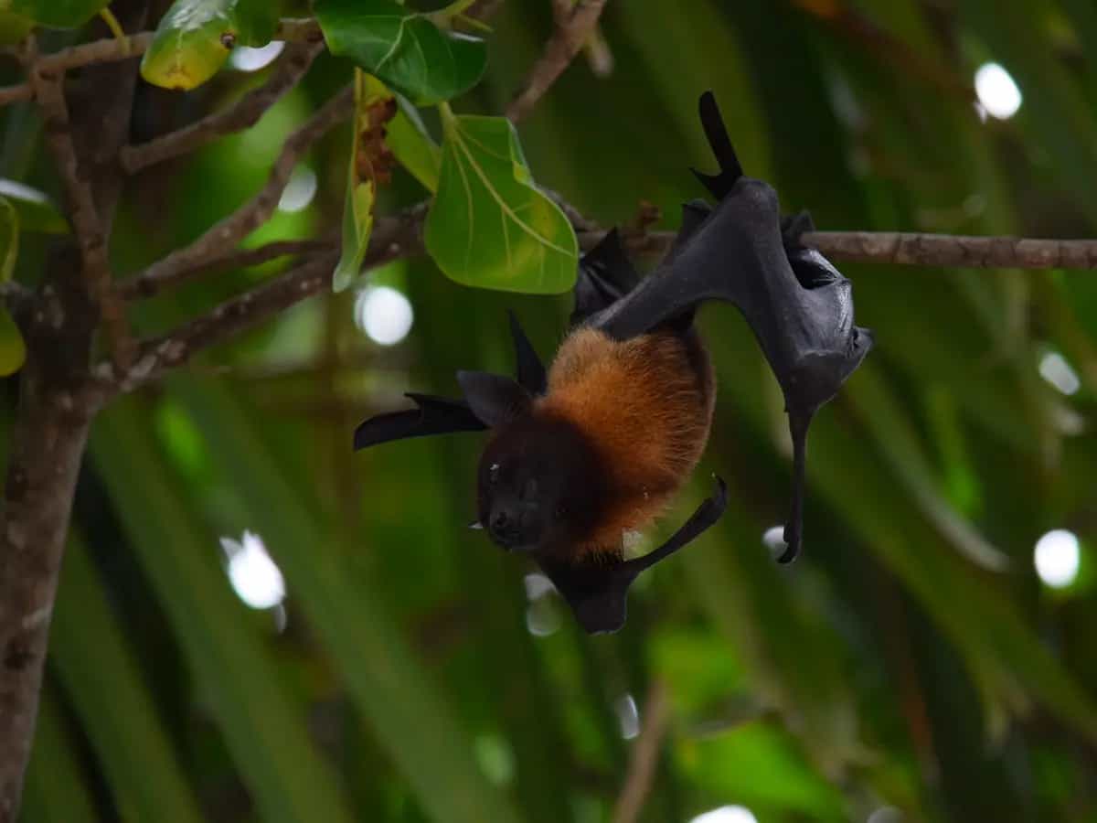 Virus pandemia natura biodiversità