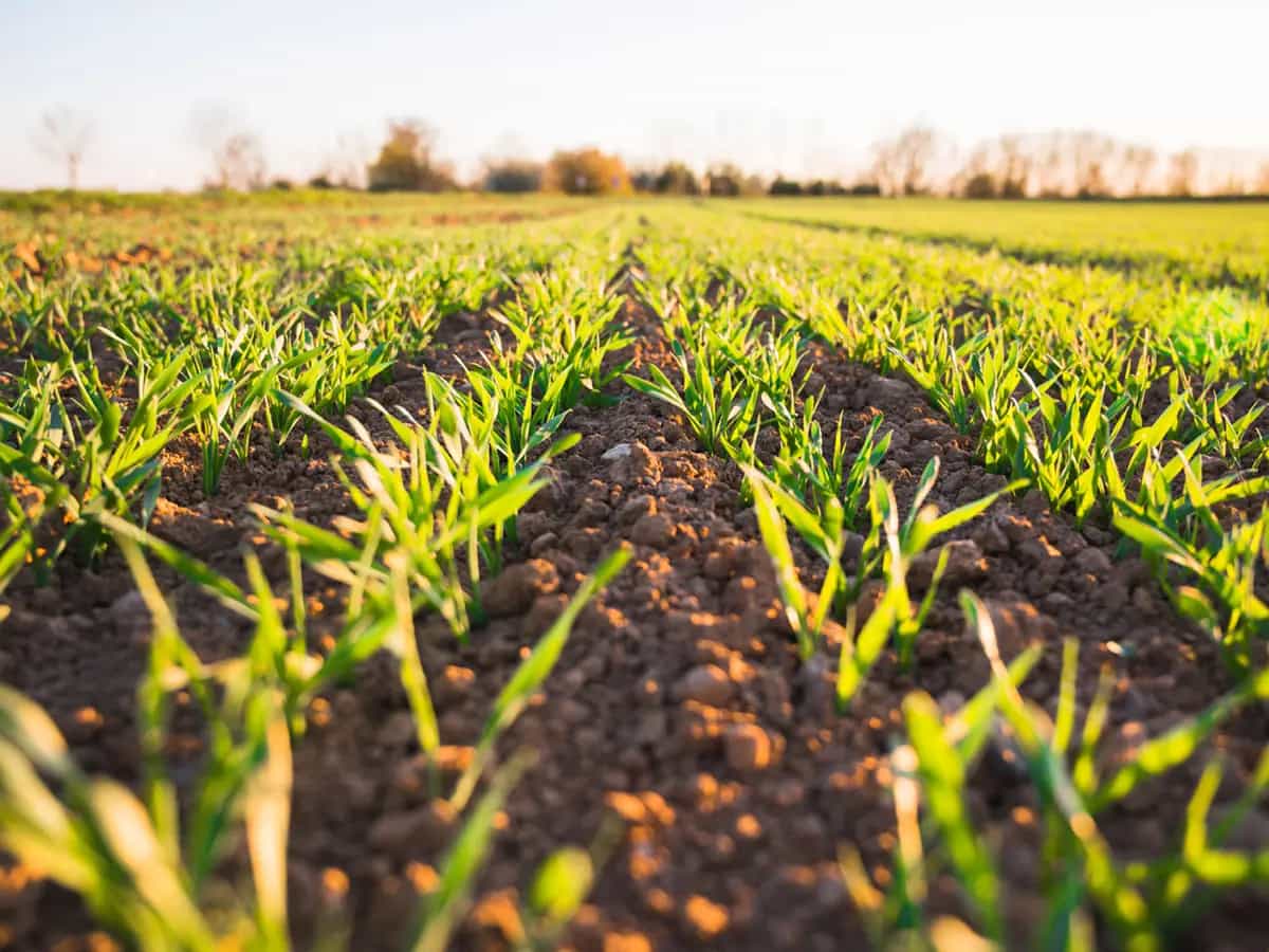 Agricoltura conservativa