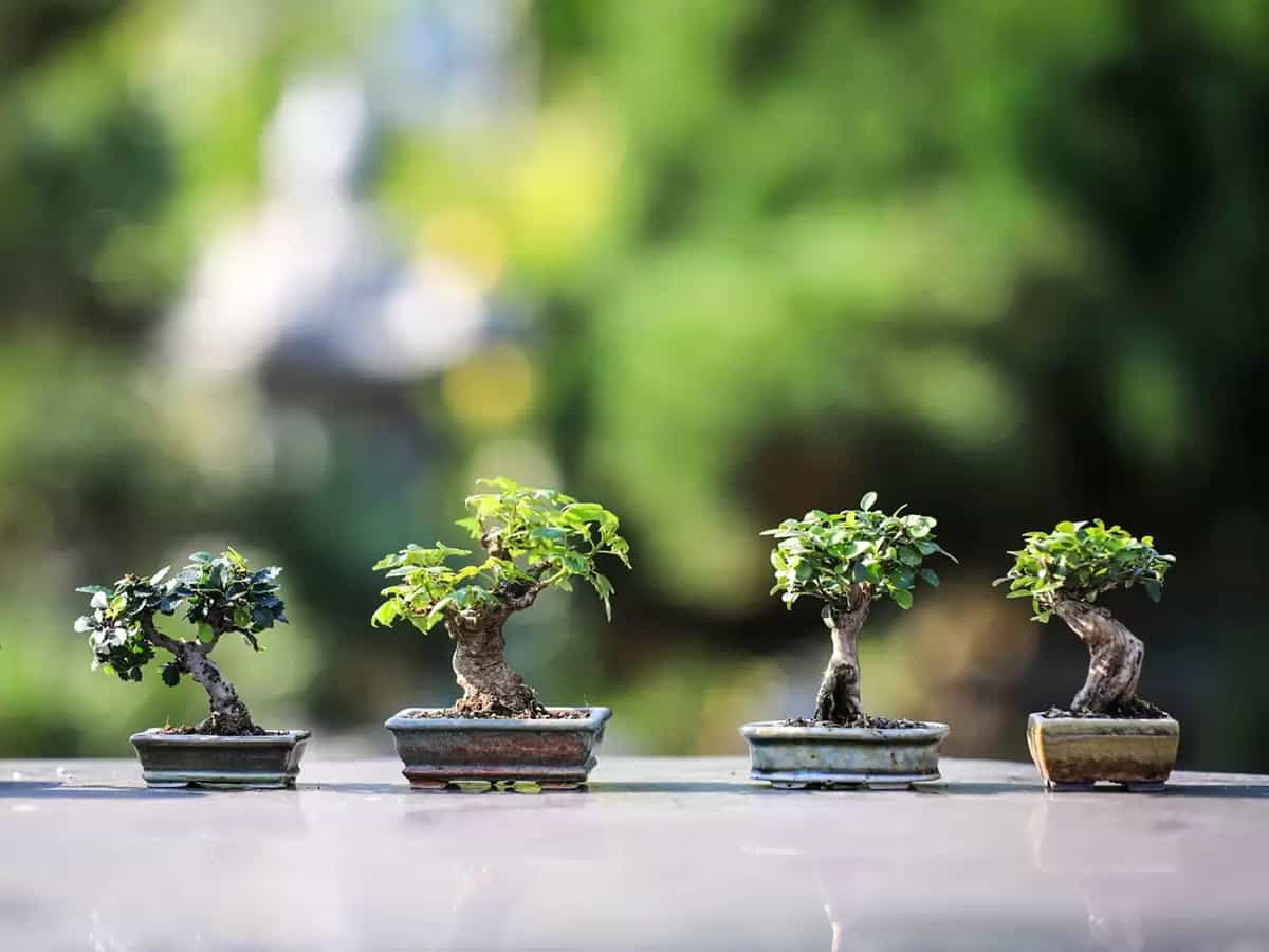 Bonsai significato regalo