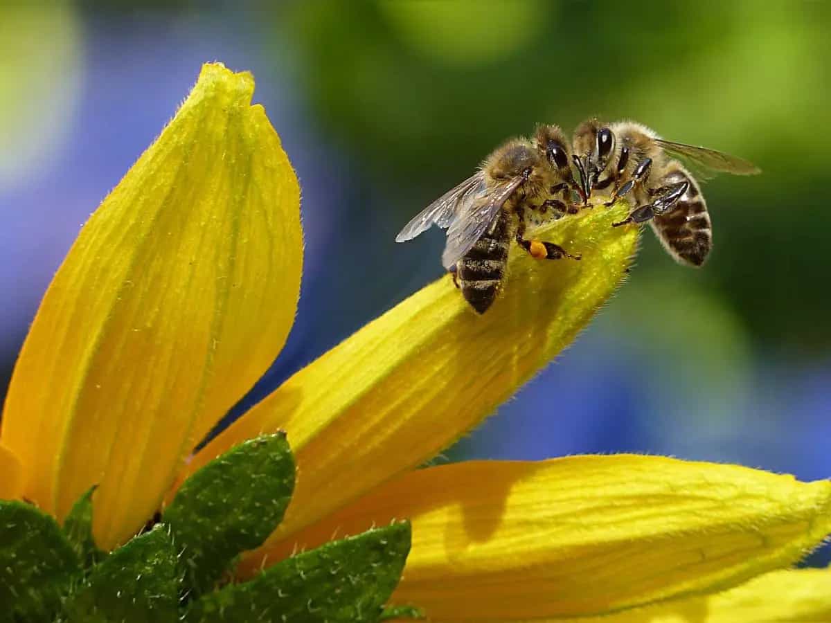 Ecosistemi e insetti