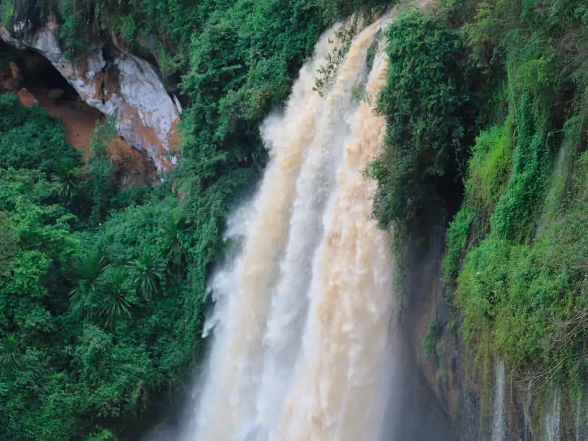 Foreste Kenya