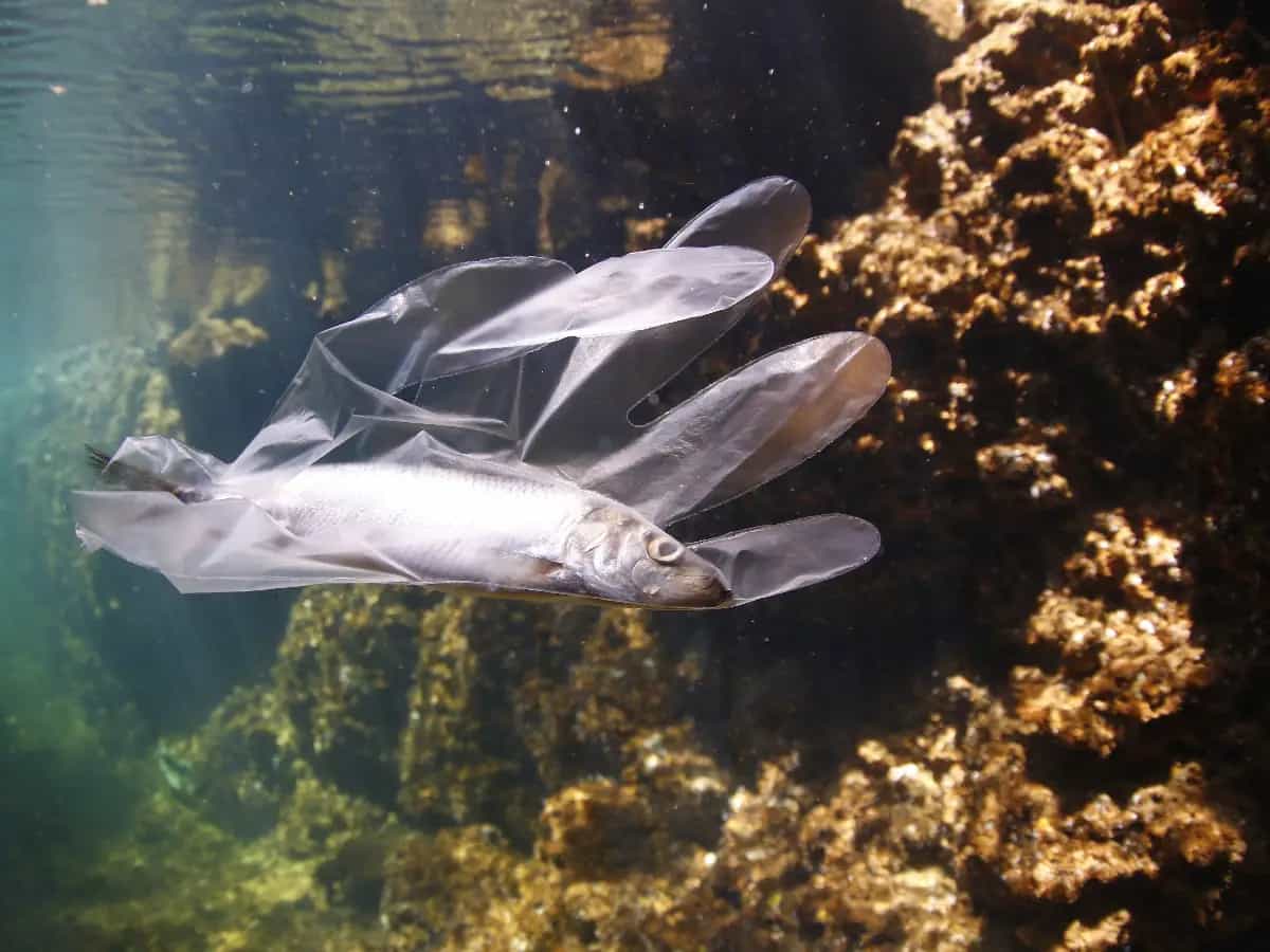 Imballaggi plastica animali marini