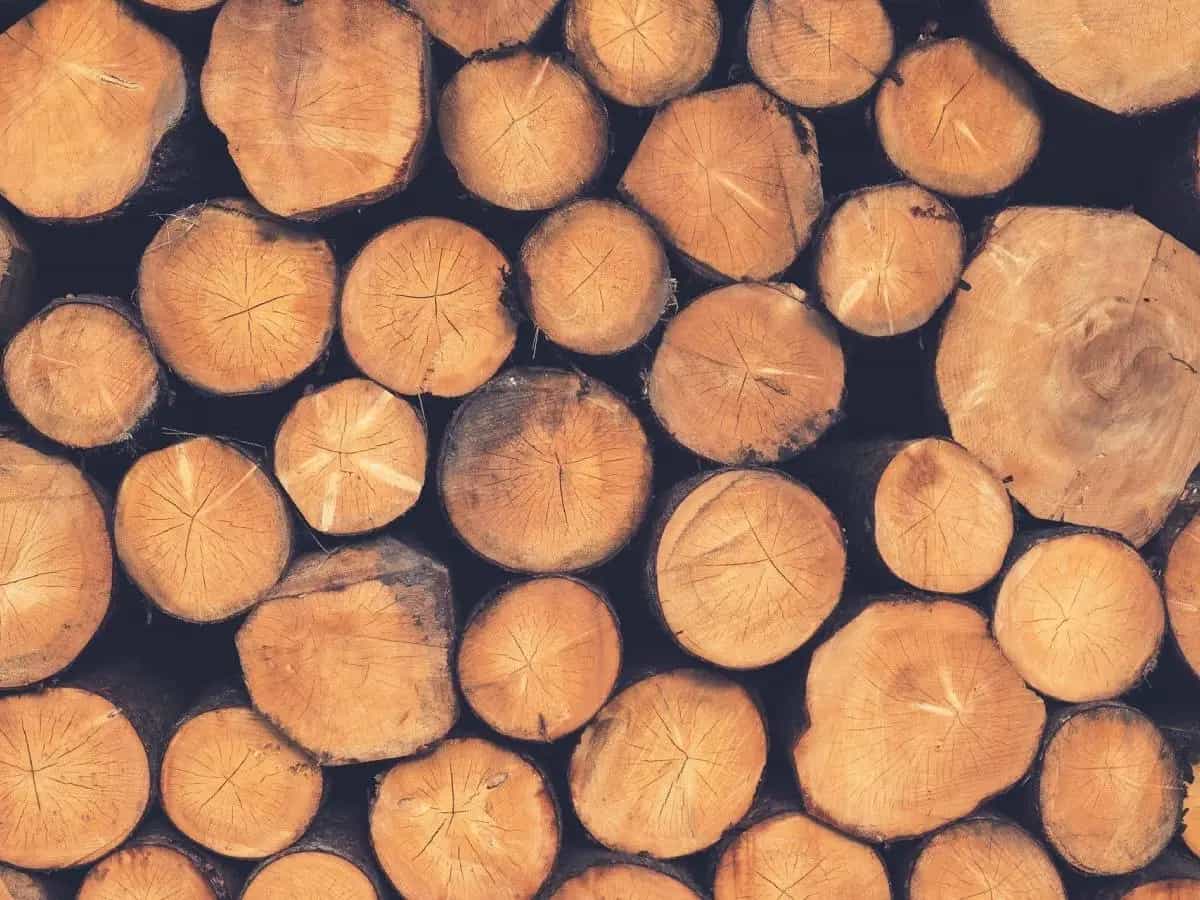 Report deforestazione