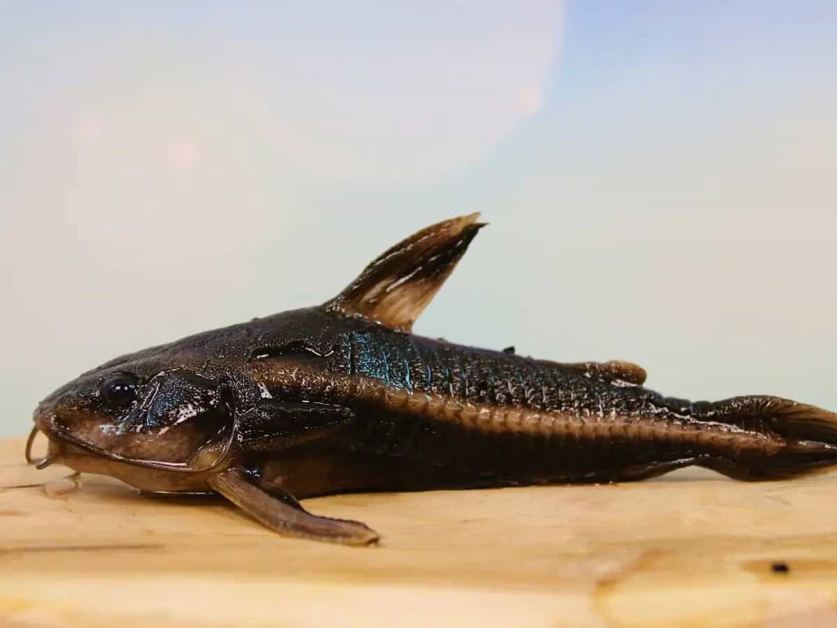 Pesce siluro