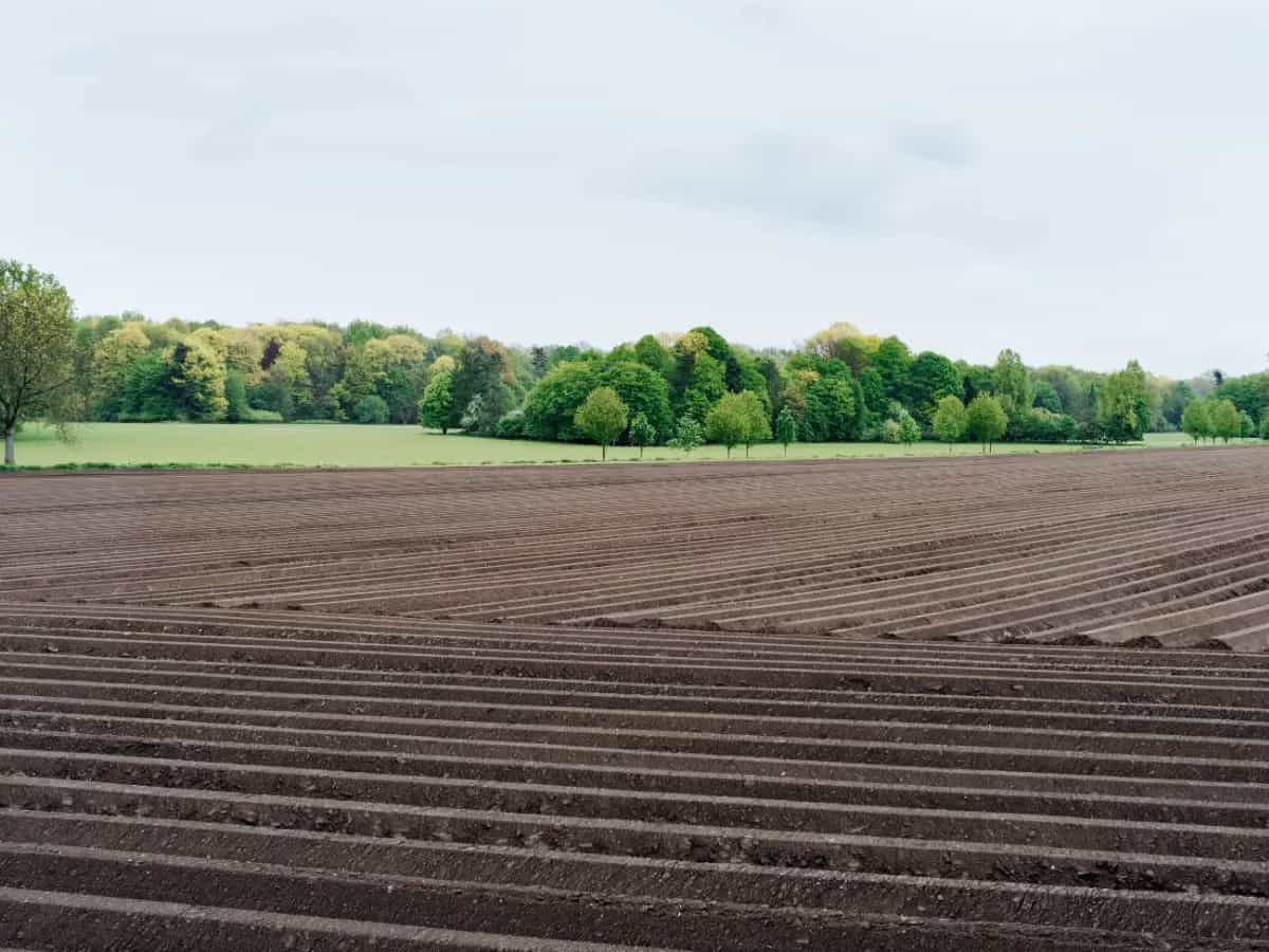 La tecnologia, come le moderne fattorie verticali, può aiutare a riconvertire le terre agricole in foreste