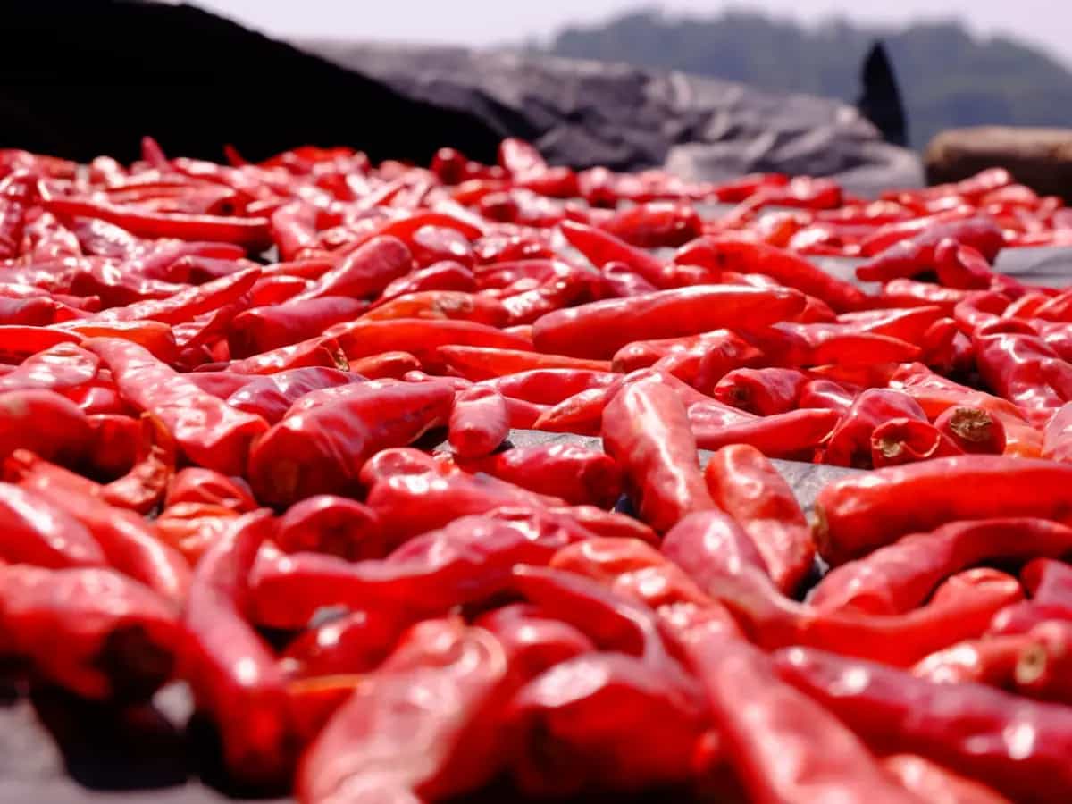 La capsaicina, sostanza chimica responsabile della sensazione piccante del peperoncino, rende più efficienti i pannelli solari