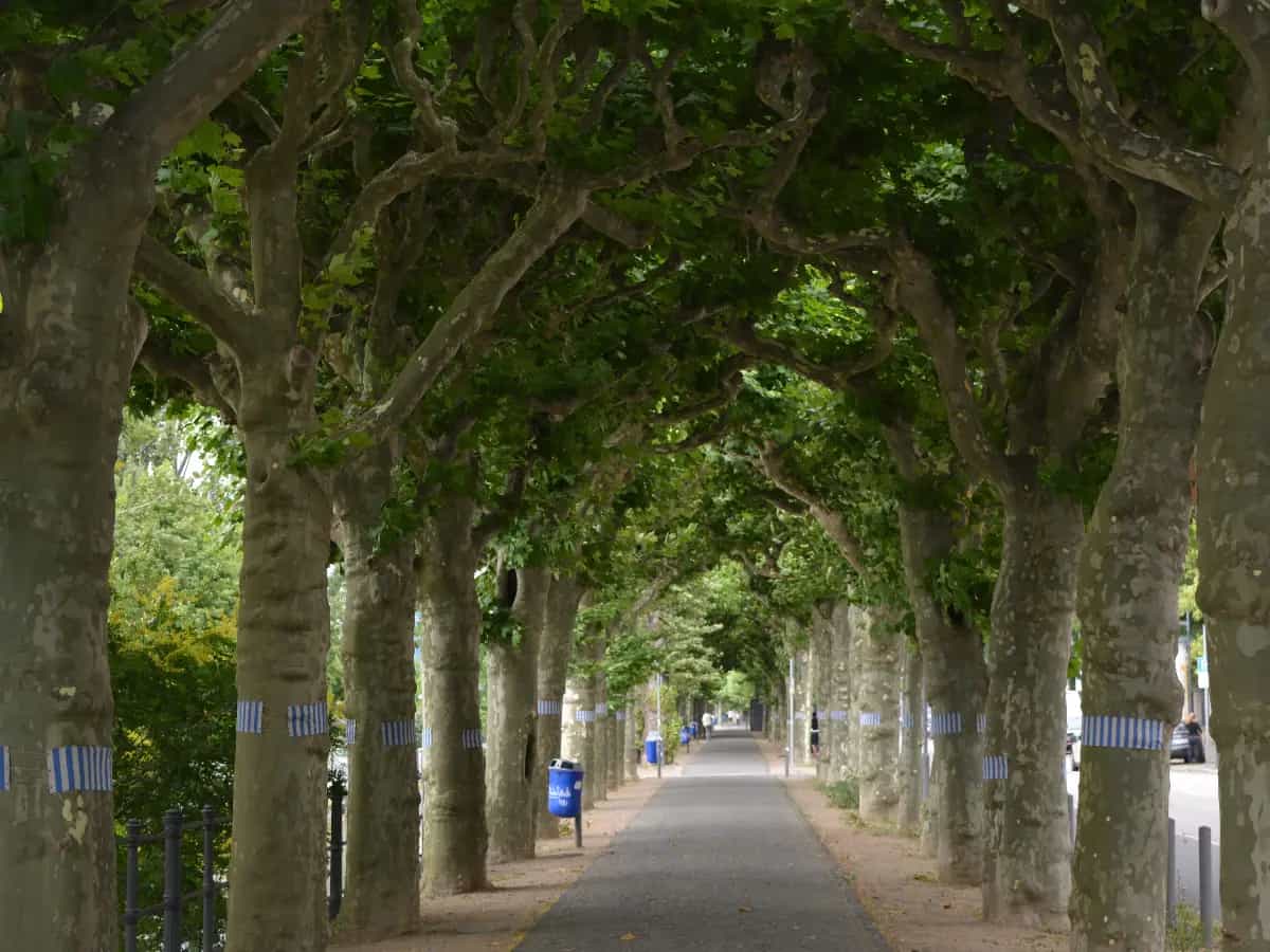 La tree canopy è un indicatore internazionale con il quale si valuta la proiezioni delle chiome degli alberi sul suolo cittadino e i benefici che ne derivano