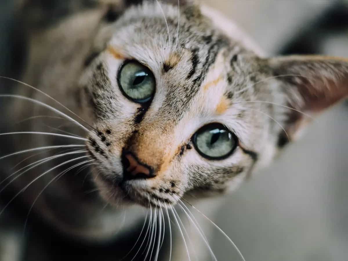17 febbraio giornata del gatto