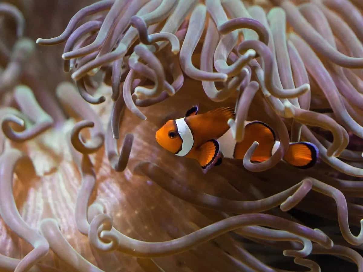 Alga cattura plastica
