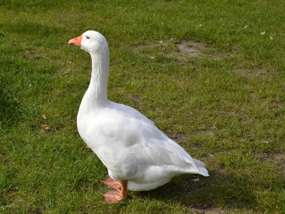 Con l'adesione dell'Iper alla campagna dell'Ong Essere Animali, ora tutte le grandi catene di supermercati italiani hanno smesso di vendere il foie gras
